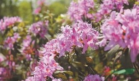 国家杜鹃园：让山花绽放都市