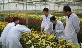 南京农业大学菊花研发团队领航菊花产业高质量发展