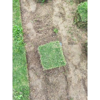 茂名草皮 电白草皮 化州草皮 高州草皮图1