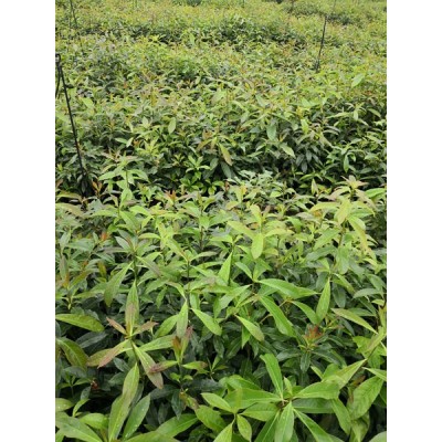 木荷袋苗 木荷容器苗 木荷杯苗图3