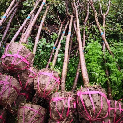 福建山樱花袋苗 山樱花袋苗 山樱花无纺布杯苗图2