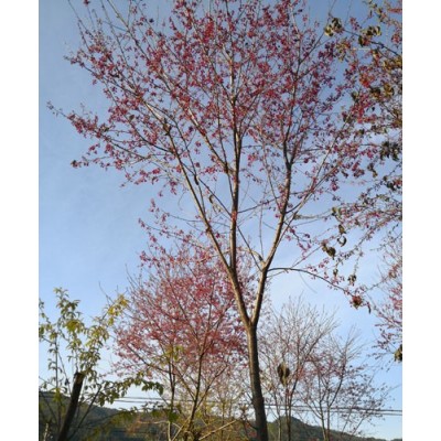 福建山樱花袋苗 山樱花袋苗 山樱花无纺布杯苗图4