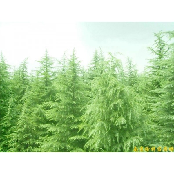 供应江苏南京雪松等多种绿化苗木图2