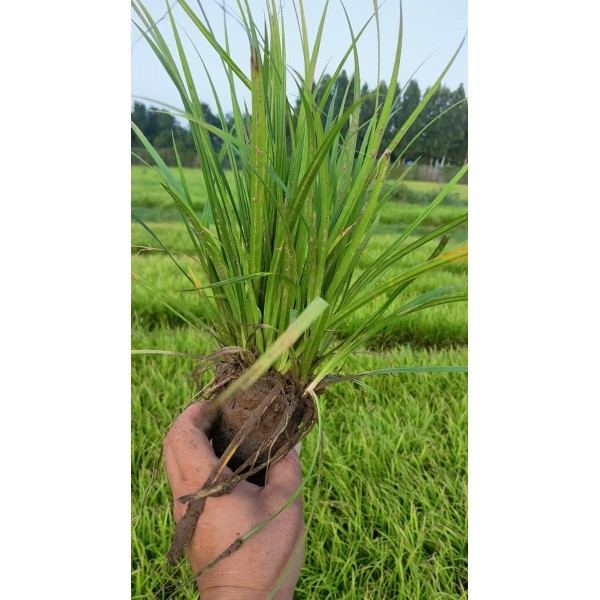 基地低价急销优质崂峪苔草 苔草 崂峪苔草价格图2