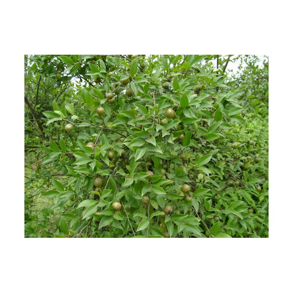良种油茶苗 福建油茶苗 油茶袋苗 嫁接油茶苗 油茶丰产栽培技术图2