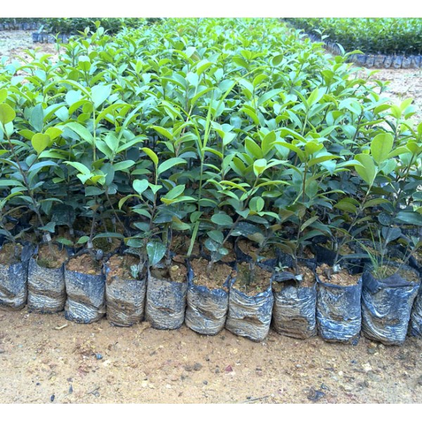 良种油茶苗 福建油茶苗 油茶袋苗 嫁接油茶苗 油茶丰产栽培技术图3