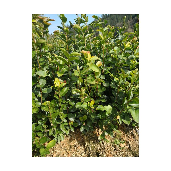 良种油茶苗 福建油茶苗 油茶袋苗 嫁接油茶苗 油茶丰产栽培技术图4