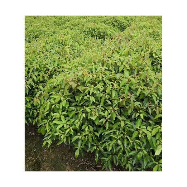 香樟无纺布袋苗 香樟无纺布小袋苗  香樟容器苗图2
