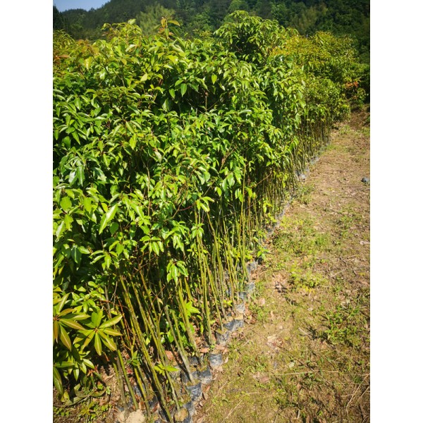 香樟无纺布袋苗 香樟无纺布小袋苗  香樟容器苗图3